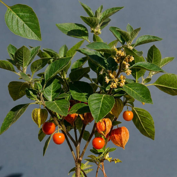 Ashwagandha