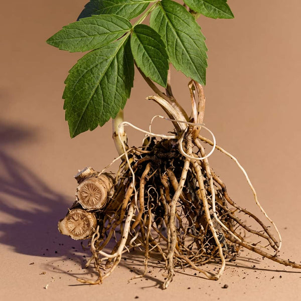 Valerian Root