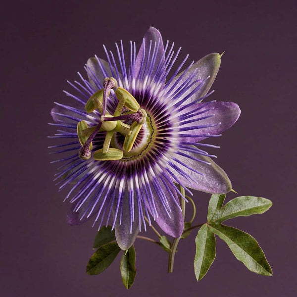 Passionflower