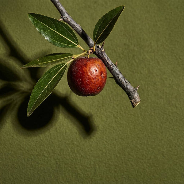 Wild Jujube