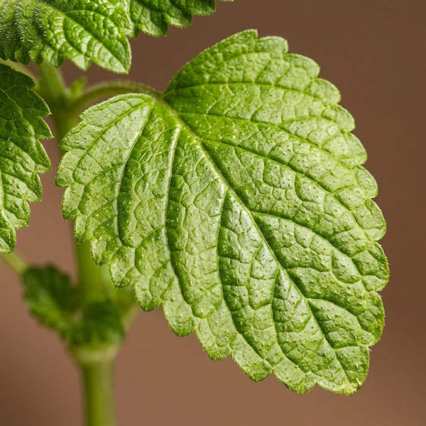 Lemon Balm