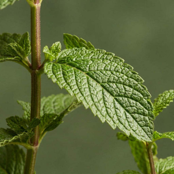 Mint Leaf