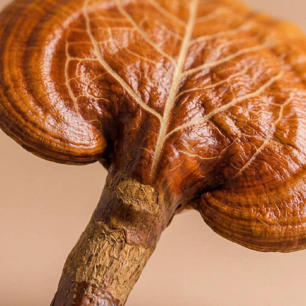 Reishi Mushroom
